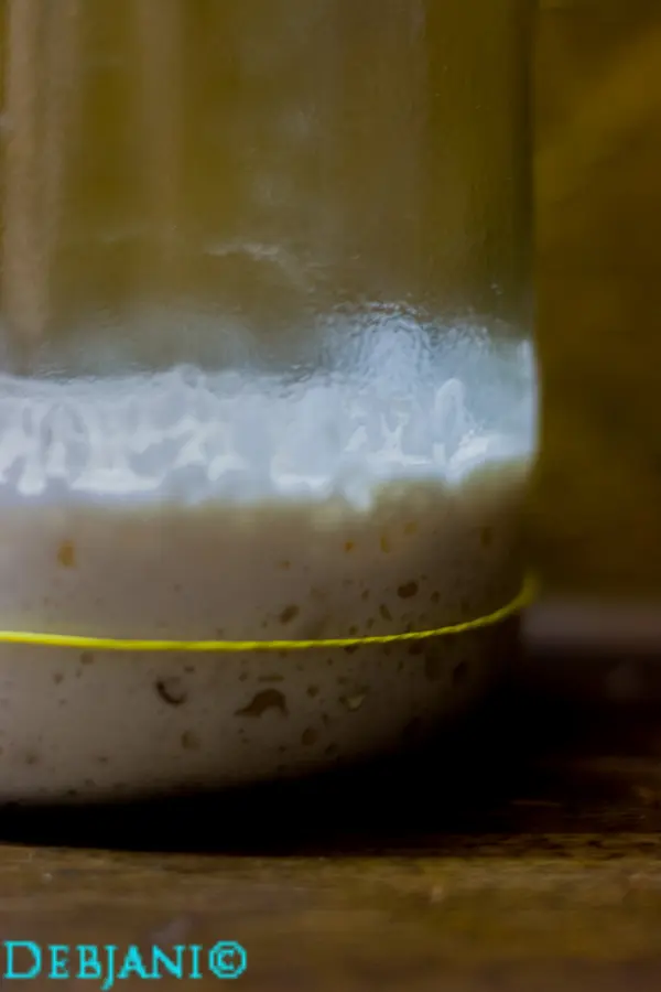 %Day 4 Morning sourdough starter